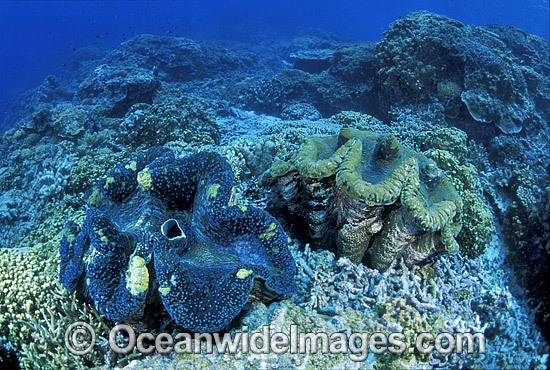 Giant Clam Tridacna gigas photo