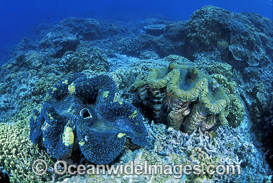 Giant Clam (Tridacna gigas). Great Barrier Reef, Queensland, Australia Photo - Gary Bell Giant Clam (Tridacna gigas). Great Barrier Reef, Queensland, Australia Photo - Gary Bell