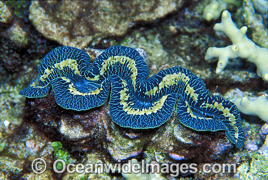 Clam Tridacna sp. photo Clam Tridacna sp. photo