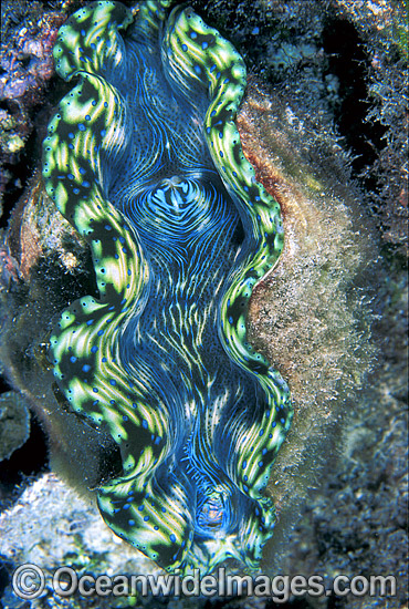 Giant Clam Tridacna sp. photo Giant Clam Tridacna sp. photo