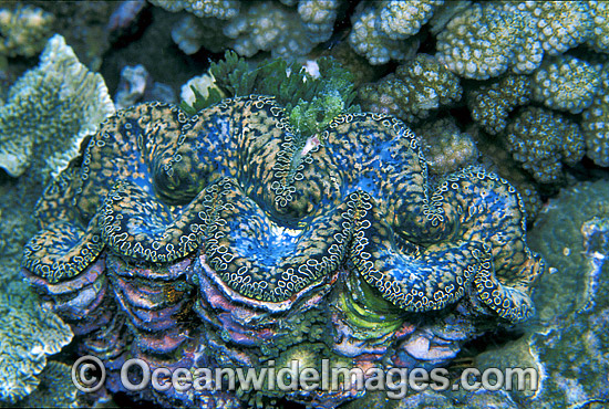 Giant Clam Tridacna sp. photo Giant Clam Tridacna sp. photo