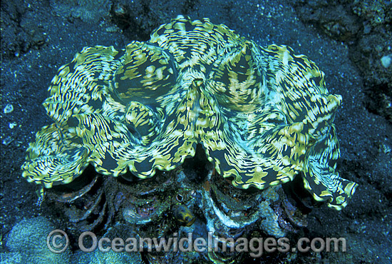 Giant Clam photo Giant Clam photo