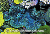 Giant Clam Tridacna sp. Photo - Gary Bell