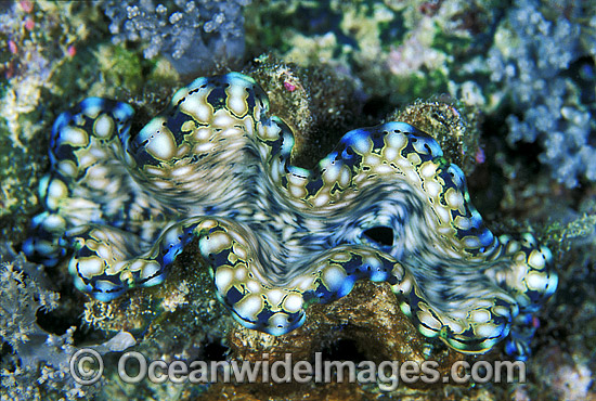 Giant Clam Tridacna squamosa photo Giant Clam Tridacna squamosa photo