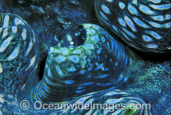 Giant Clam (Tridacna sp.). Great Barrier Reef, Queensland, Australia Photo - Gary Bell Giant Clam (Tridacna sp.). Great Barrier Reef, Queensland, Australia Photo - Gary Bell