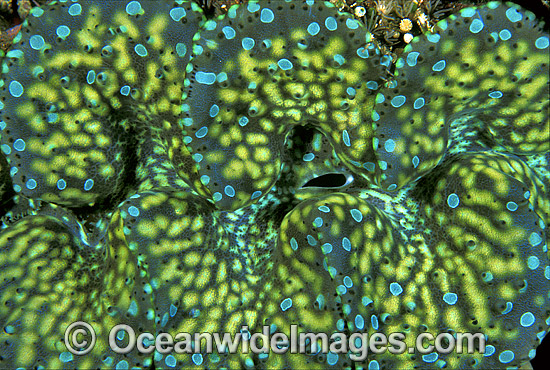 Giant Clam Tridacna sp. photo