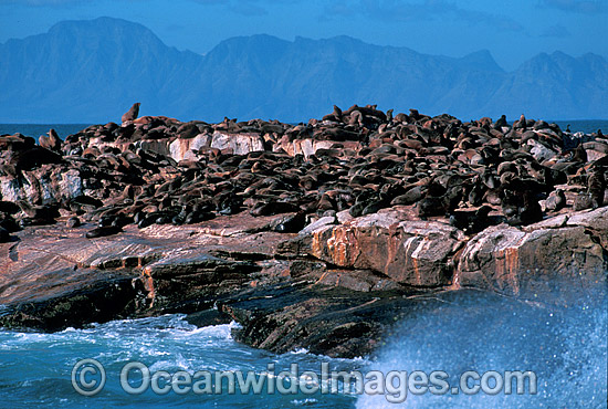 Cape Fur Seal colony (Arctocephalus pusillus pusillus). Same species as Australian Fur Seal. Dyer Island, South Africa Photo - Gary Bell Cape Fur Seal colony (Arctocephalus pusillus pusillus). Same species as Australian Fur Seal. Dyer Island, South Africa Photo - Gary Bell