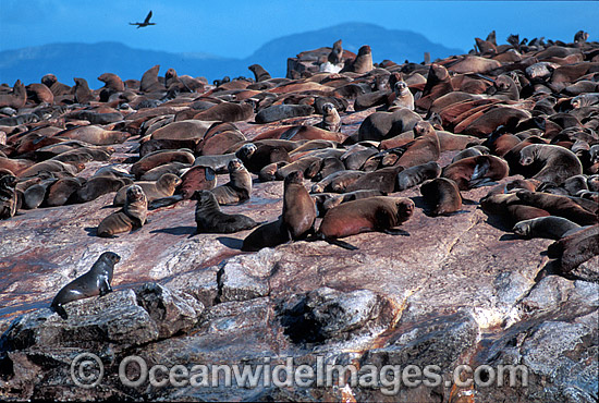 Cape Fur Seal colony (Arctocephalus pusillus pusillus). Same species as Australian Fur Seal. Dyer Island, South Africa Photo - Gary Bell Cape Fur Seal colony (Arctocephalus pusillus pusillus). Same species as Australian Fur Seal. Dyer Island, South Africa Photo - Gary Bell