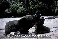 Hookers Sea Lion bull courting cow Photo - Gary Bell