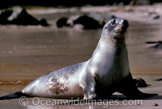 Hooker's Sea Lion (Phocarctos hookeri) - cow. Stewart Island, New Zealand. Rare and Endangered species. Hooker's Sea Lion (Phocarctos hookeri) - cow. Stewart Island, New Zealand. Rare and Endangered species.