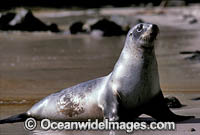 Hookers Sea Lion Phocarctos hookeri cow Photo - Gary Bell