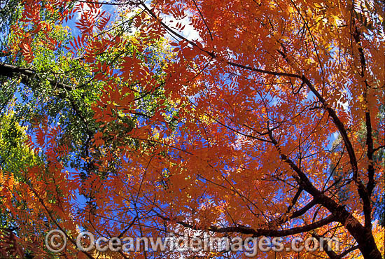 Pistacia chinensis trees photo