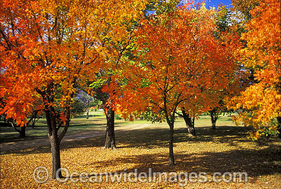 Autumn colours of a Pistacia chinensis trees - a member of the cashew family. Armidale, New South Wales, Australia Photo - Gary Bell Autumn colours of a Pistacia chinensis trees - a member of the cashew family. Armidale, New South Wales, Australia Photo - Gary Bell