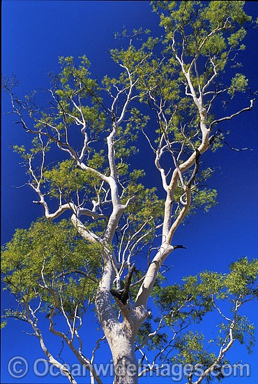 Ghost gum. MacDonnell Ranges, Northern Territory, Central Australia. Photo - Gary Bell