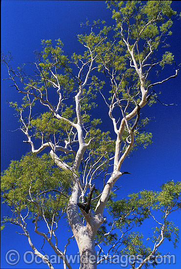 Ghost gum Central Australia photo