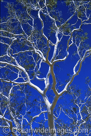 Ghost gum. MacDonnell Ranges, Northern Territory, Central Australia. Photo - Gary Bell Ghost gum. MacDonnell Ranges, Northern Territory, Central Australia. Photo - Gary Bell