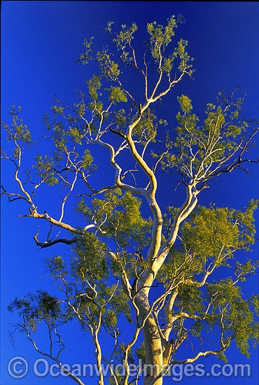 Ghost gum. MacDonnell Ranges, Northern Territory, Central Australia. Photo - Gary Bell