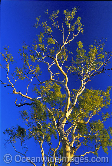Ghost gum MacDonnell Ranges Central Australia photo Ghost gum MacDonnell Ranges Central Australia photo