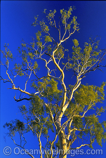 Ghost gum MacDonnell Ranges Central Australia photo