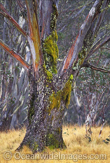 Moss covered eucalypt gum tree snow grass photo