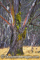 Moss covered eucalypt gum tree snow grass Photo - Gary Bell