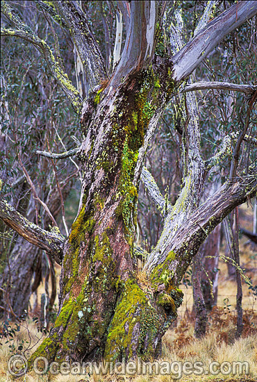 Moss covered Eucalypt Gum tree and snow grass. New England World Heritage National Park, New South Wales, Australia Photo - Gary Bell Moss covered Eucalypt Gum tree and snow grass. New England World Heritage National Park, New South Wales, Australia Photo - Gary Bell