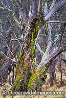 Moss covered eucalypt gum tree Photo - Gary Bell