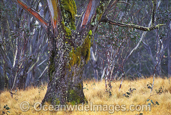 Moss covered Eucalypt Gum tree and snow grass. New England World Heritage National Park, New South Wales, Australia Photo - Gary Bell Moss covered Eucalypt Gum tree and snow grass. New England World Heritage National Park, New South Wales, Australia Photo - Gary Bell