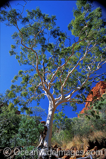 Ghost gum. Kings Canyon, Northern Territory, Central Australia. Photo - Gary Bell Ghost gum. Kings Canyon, Northern Territory, Central Australia. Photo - Gary Bell