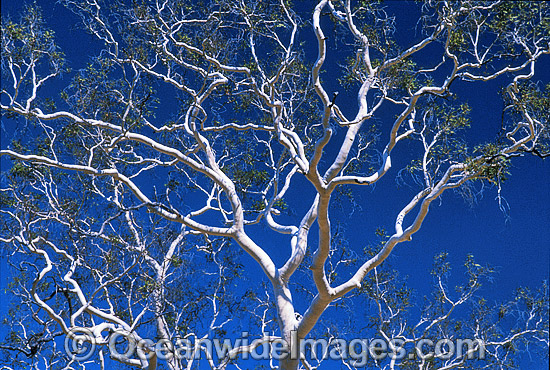 Ghost gum. MacDonnell Ranges, Northern Territory, Central Australia. Photo - Gary Bell Ghost gum. MacDonnell Ranges, Northern Territory, Central Australia. Photo - Gary Bell