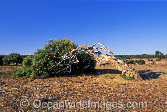 Wind-swept Eucalypt gum tree caused by wind photo