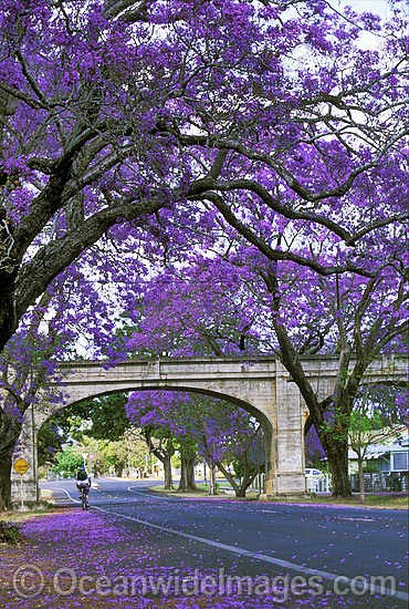 Jacaranda Trees (Jacaranda mimosifolia) line the streets of Grafton, New South Wales, Australia Photo - Gary Bell