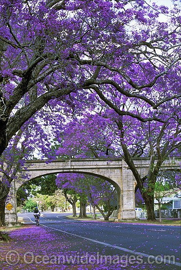 Jacaranda Trees (Jacaranda mimosifolia) line the streets of Grafton, New South Wales, Australia Photo - Gary Bell Jacaranda Trees (Jacaranda mimosifolia) line the streets of Grafton, New South Wales, Australia Photo - Gary Bell