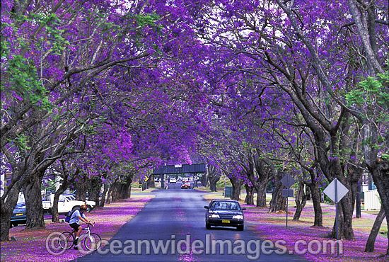 Jacaranda Tree Jacaranda mimosifolia) avenue at Grafton, New South Wales, Australia Photo - Gary Bell Jacaranda Tree Jacaranda mimosifolia) avenue at Grafton, New South Wales, Australia Photo - Gary Bell