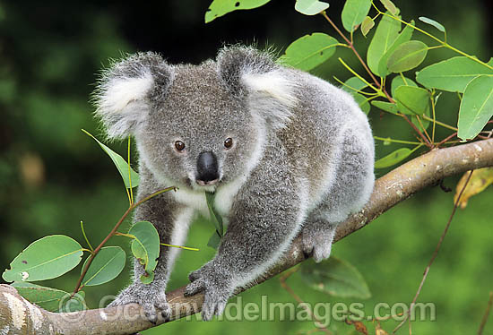 Koala on eucalypt gum tree branch photo