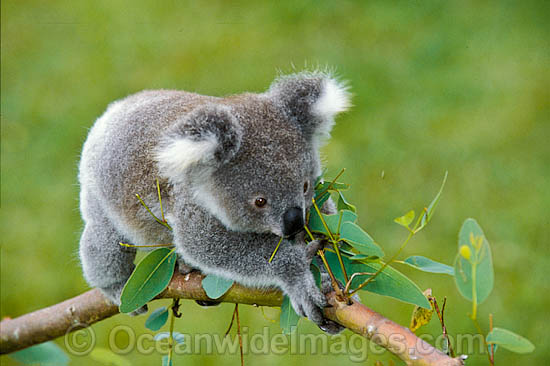 Koala on eucalypt gum tree branch photo