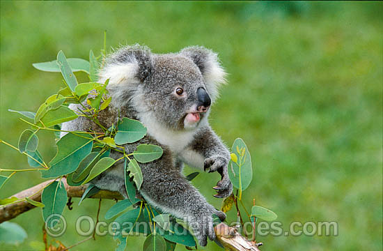 Koala on eucalypt gum tree branch photo