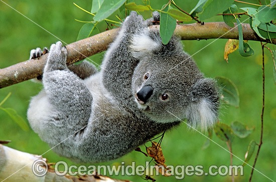 Koala (Phascolarctos cinereus) hanging from a eucalypt gum tree branch. Australia Photo - Gary Bell