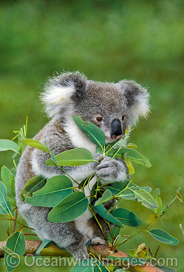 Koala eating eucalypt gum tree leaves photo