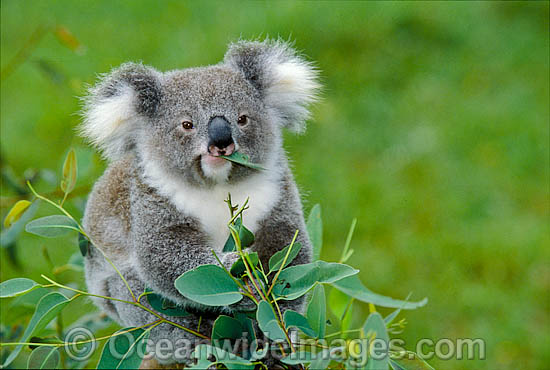 Koala eating eucalypt gum tree leaves photo