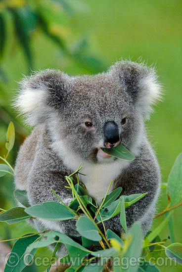 Koala (Phascolarctos cinereus) eating eucalypt gum tree leaves. Australia Photo - Gary Bell Koala (Phascolarctos cinereus) eating eucalypt gum tree leaves. Australia Photo - Gary Bell
