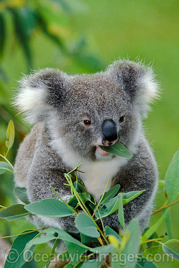 Koala eating eucalypt gum tree leaves photo