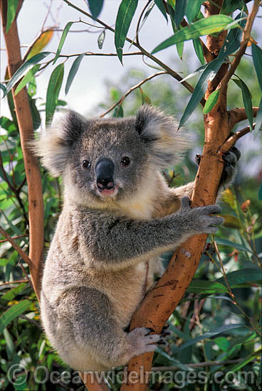 Koala in eucalypt gum tree photo