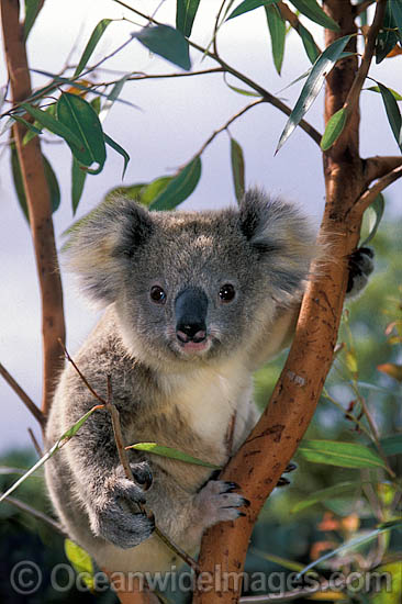 Koala in eucalypt gum tree photo