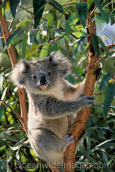 Koala in eucalypt gum tree photo