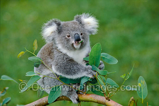 Koala eating eucalypt gum tree leaves photo Koala eating eucalypt gum tree leaves photo