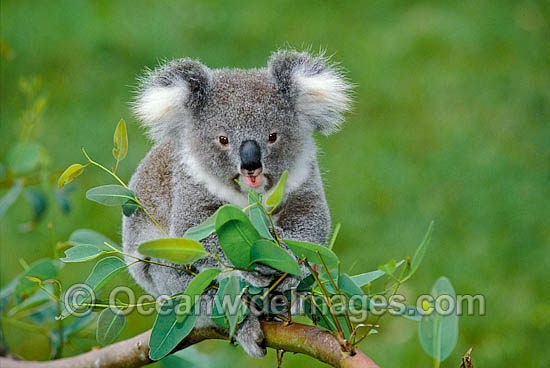 Koala eating eucalypt gum tree leaves photo