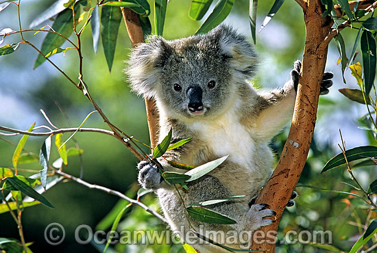 Koala in eucalypt gum tree photo