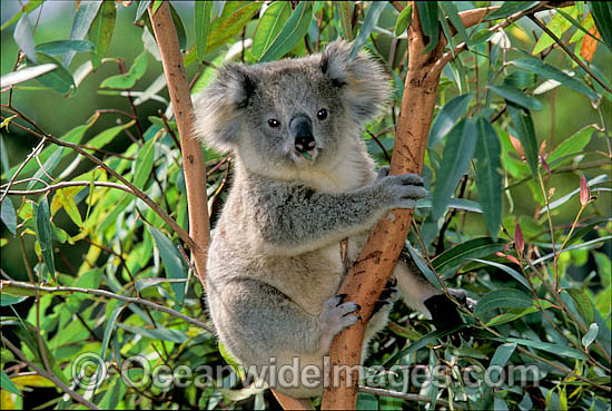 Koala in eucalypt gum tree photo Koala in eucalypt gum tree photo