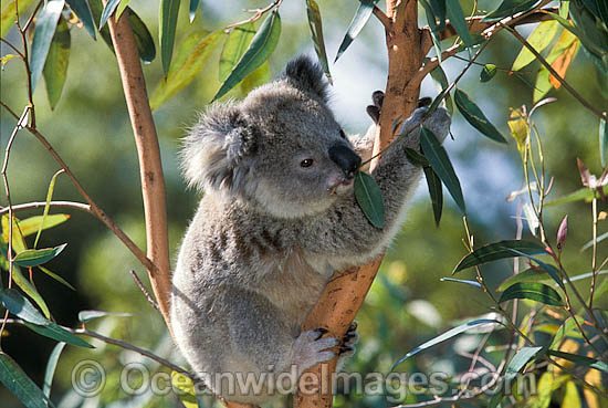 Koala in eucalypt gum tree photo